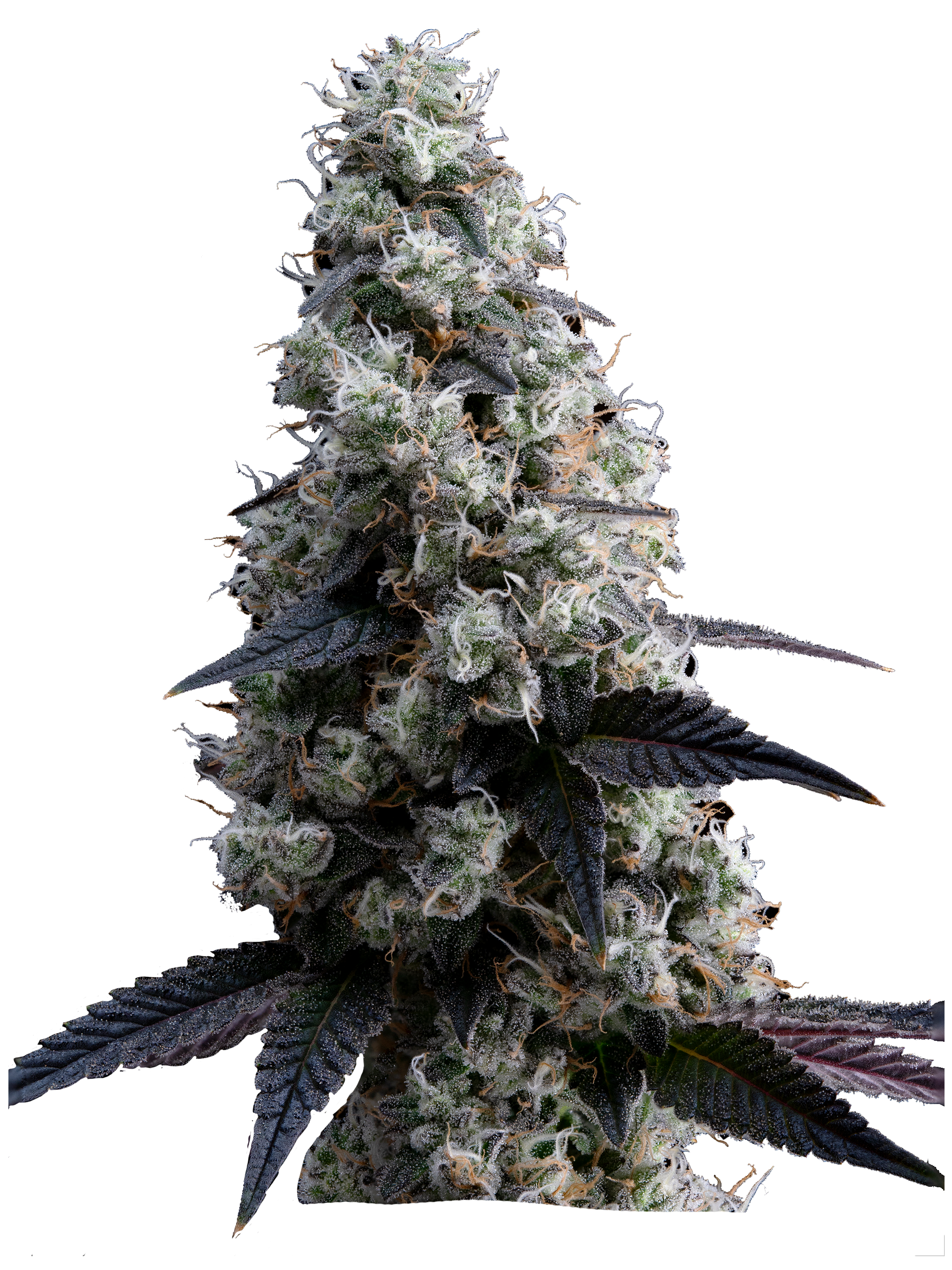 Budzilla Marijuana Strain, AKA Godzilla Bud - Leafwell