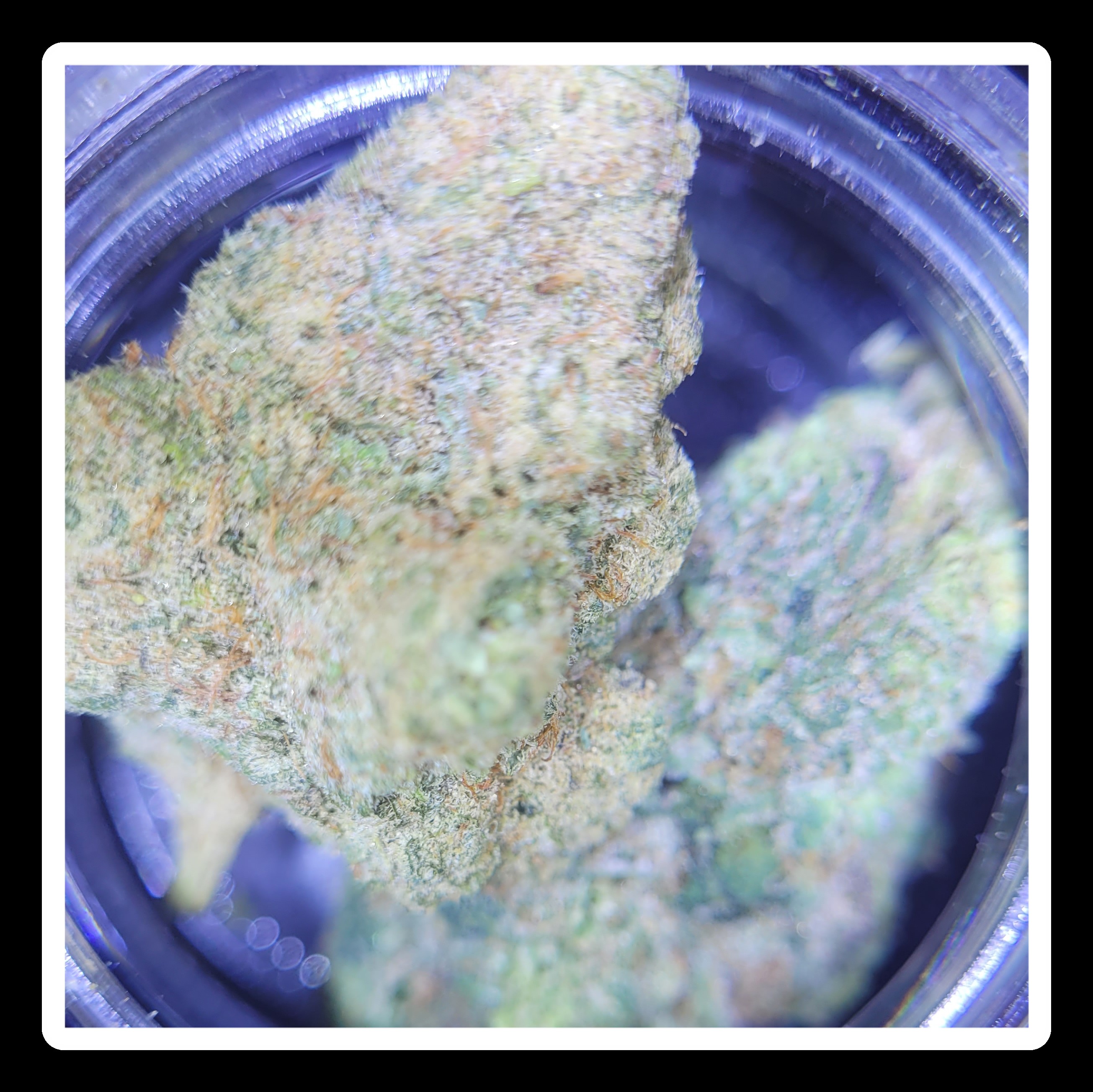 CHEDDAR CHEESE BUDS