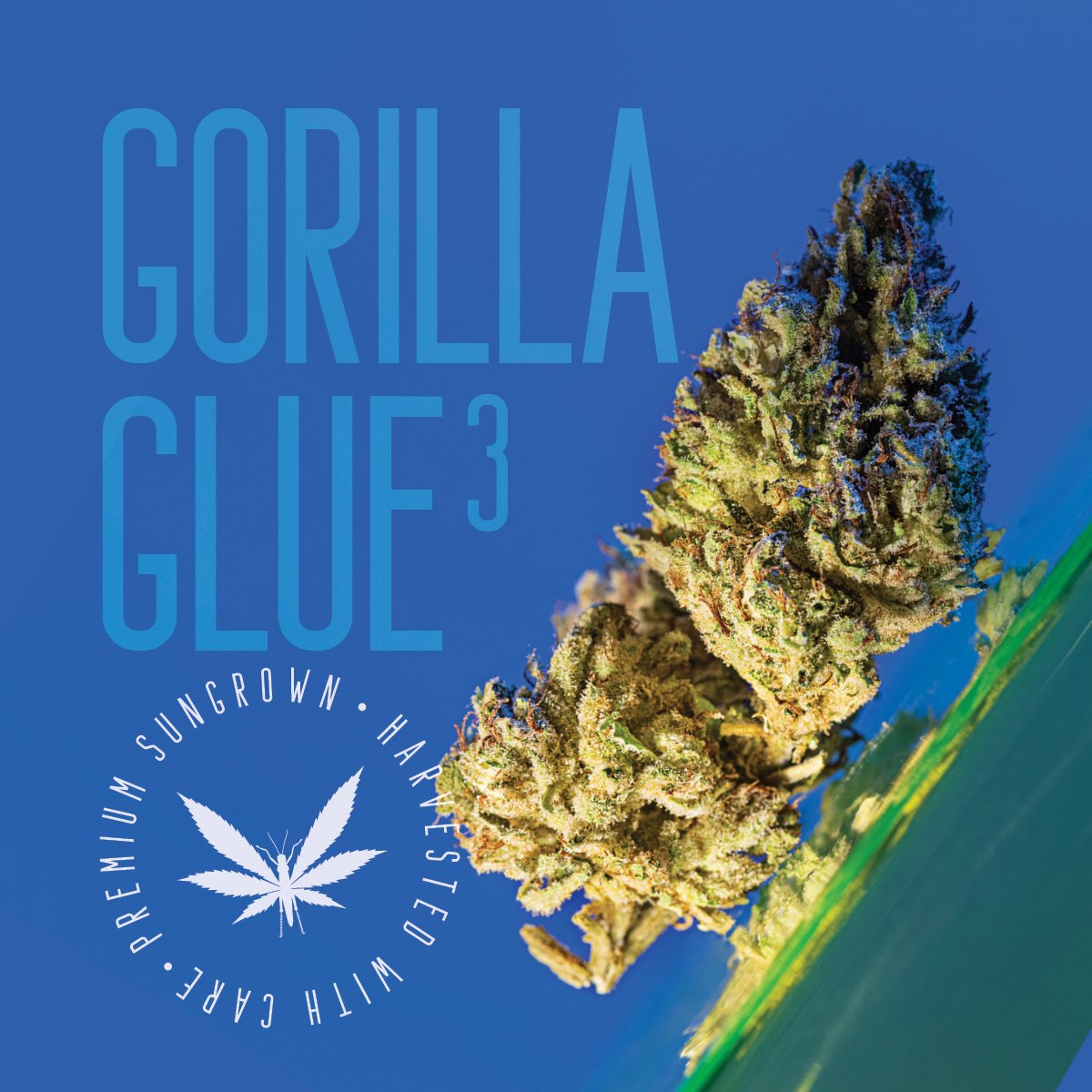 GORILLA GLUE 3 (FLOWER)