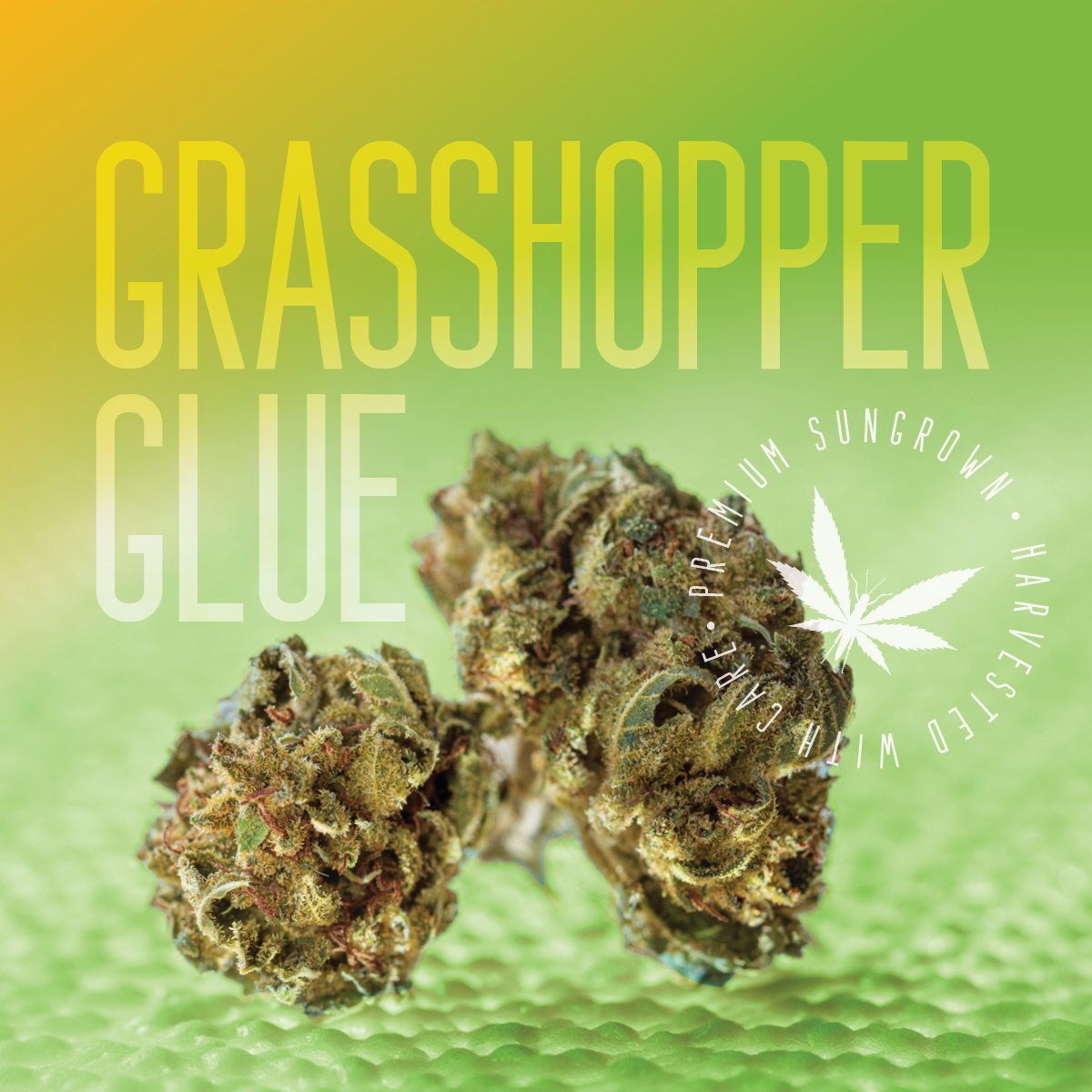 Grasshopper Farms - Grasshopper Glue - Bulk Flower