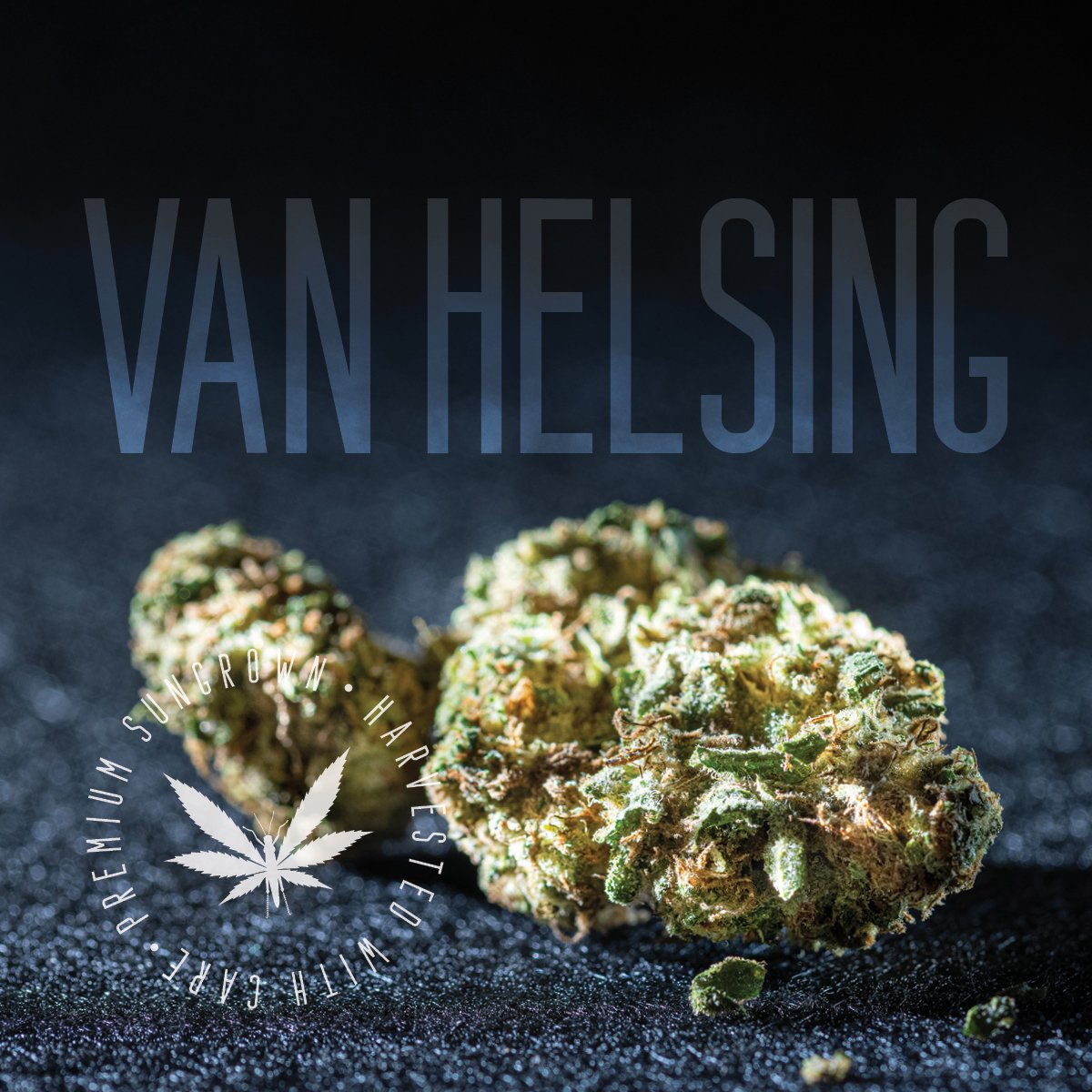 GRASSHOPPER FARMS - VAN HELSING - BULK FLOWER