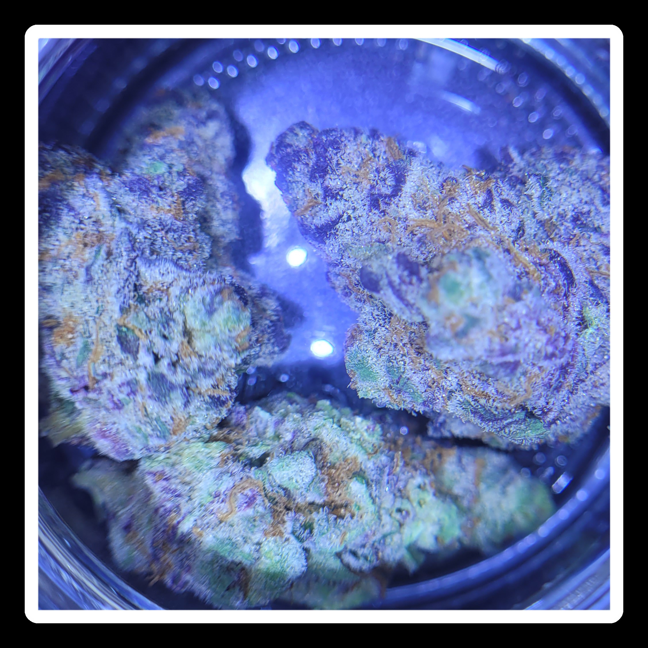 FLOWER - BULK -EL CHIVO