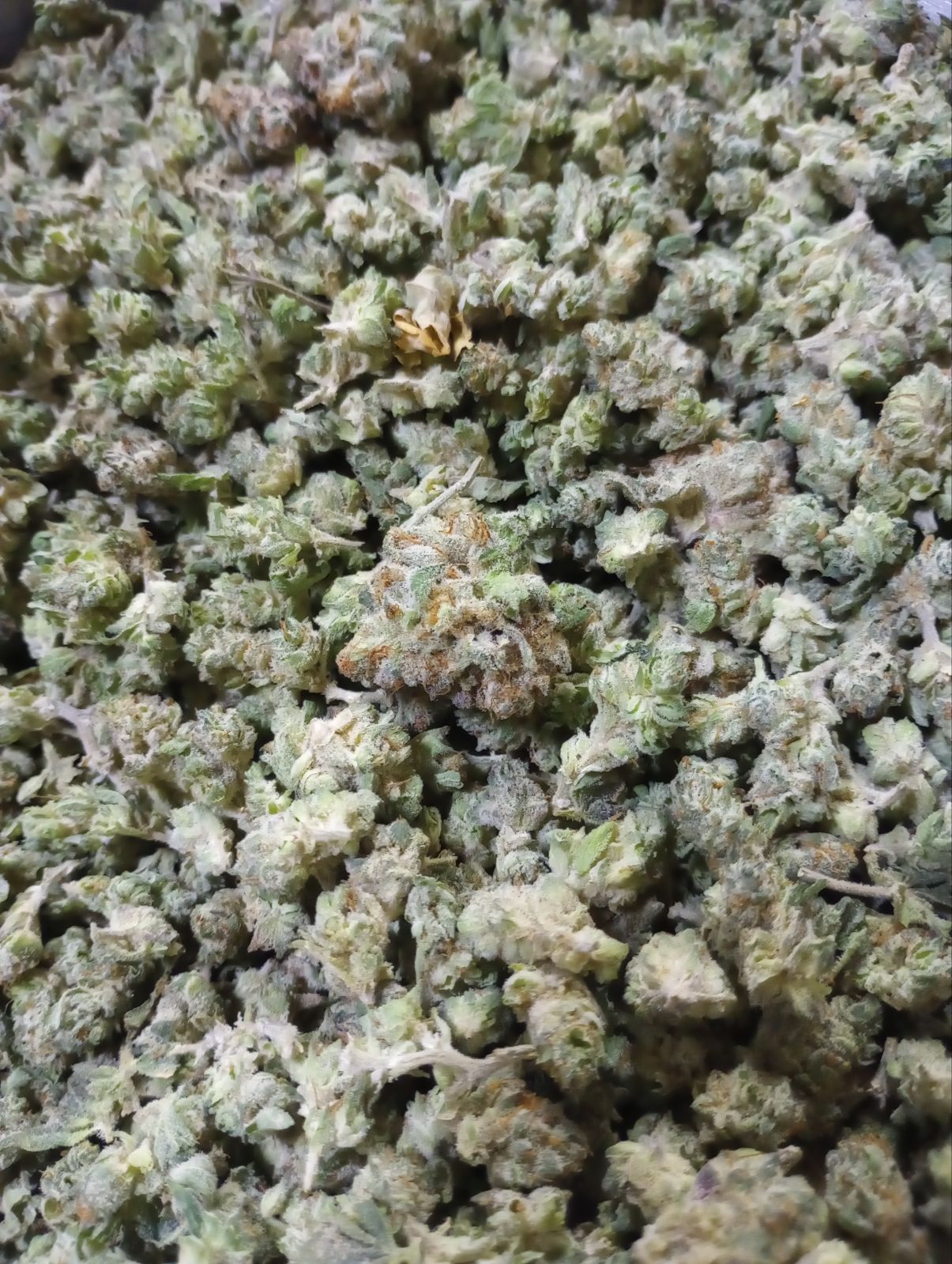 PINEAPPLE BREEZE (BRONZE TIER)