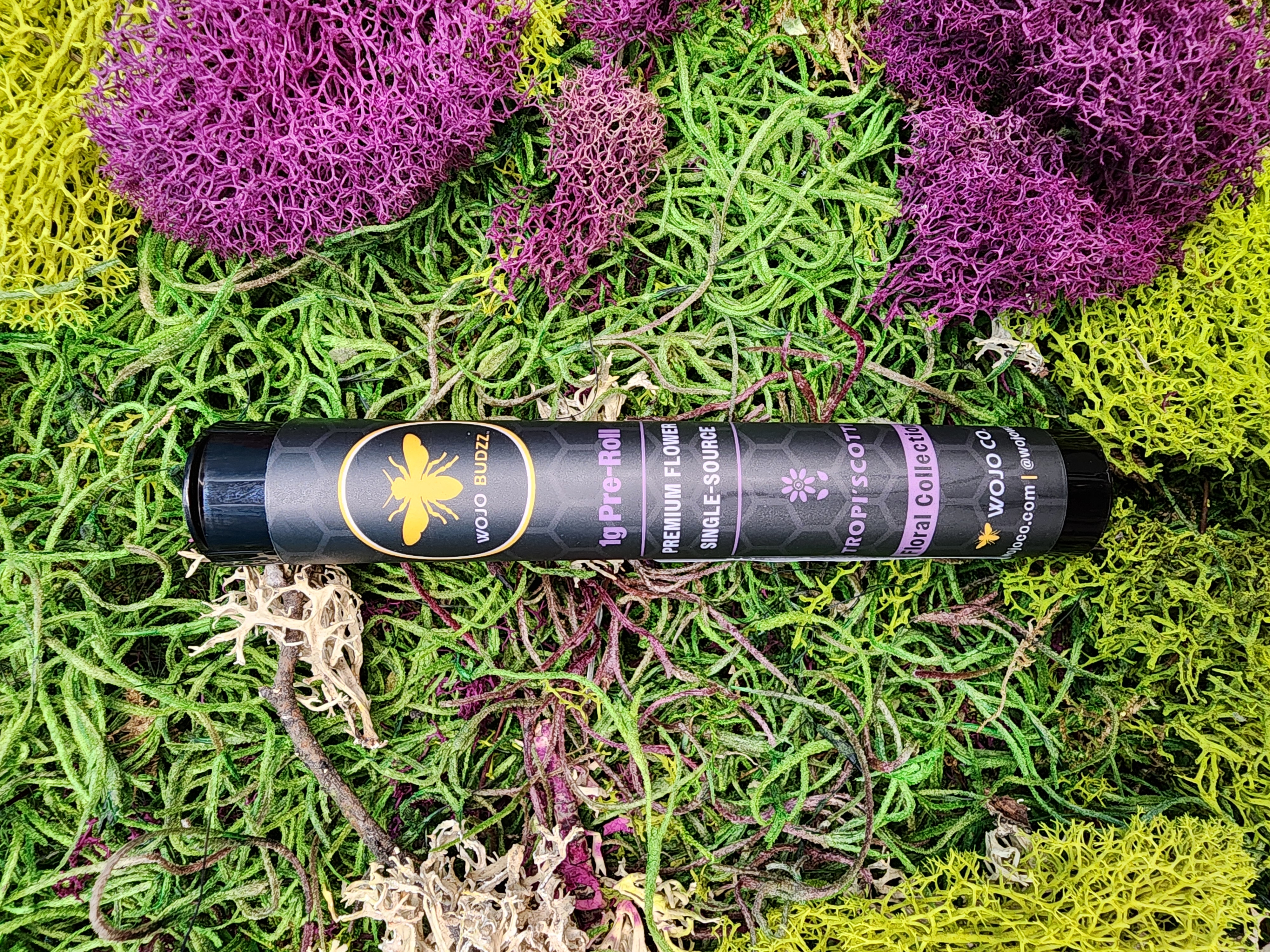 1G Tropiscotti Pre-roll
