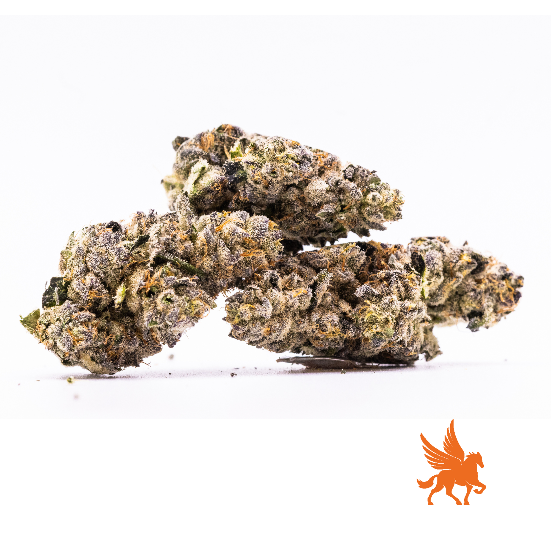 Bananaconda | Small Buds